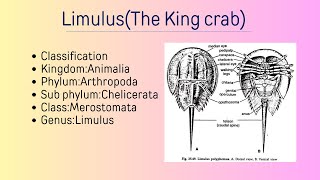 Full lecture on LimulusThe King crabClassificationHabit and HabitatComments [upl. by Rudy]