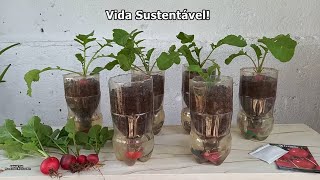 COMO PLANTAR RABANETE  VASO AUTO IRRIGÁVEL EM GARRAFA PET [upl. by Avonasac]