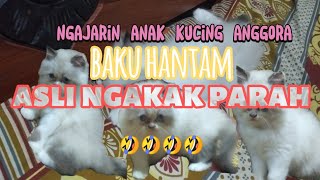 ajarin anak kucing anggora baku hantam asli ngakak parah 🤣🤣 [upl. by Alessandro435]