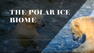 Exploring the Polar Ice Biome Natures Frozen Frontier [upl. by Moya]