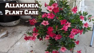 Allamanda Plant Care [upl. by Anialram]