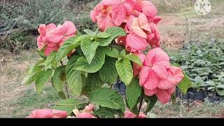 mussaenda plant ParasharNursery [upl. by Rahal]