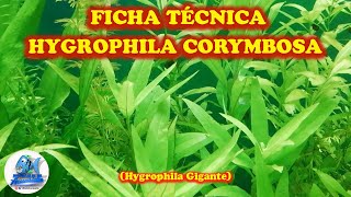 FICHA TÉCNICA HYGROPHILA CORYMBOSA Hygrophila Gigante [upl. by Suoicerp]