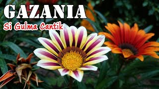 BUNGA GAZANIA  FAKTA amp CARA MERAWAT BUNGA GAZANIA 💐🌺 [upl. by Wesa]