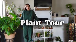 Plant Home Tour  My entire plant collection walkthrough [upl. by Woodsum]