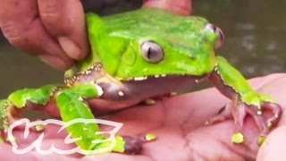 Tripping on Hallucinogenic Frogs Part 13 [upl. by Keeryt]