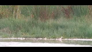 Wilsons Phalarope 3 Oct 23 Wells Norfolk [upl. by Elehcir]