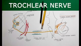 Trochlear Nerve  Anatomy Tutorial [upl. by Barbara]