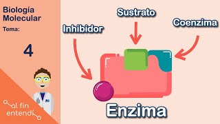 ¿Qué son y cómo funcionan las enzimas [upl. by Sauers771]