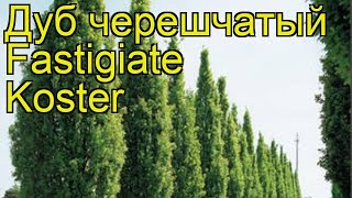 Дуб черешчатый Фестигиата Костер Краткий обзор описание quercus robur Fastigiate Koster [upl. by Catt]