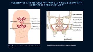 The Medical Science Behind ENS [upl. by Chappelka310]