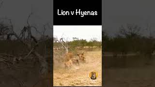 When Hyenas Take on the King of the Jungle [upl. by Emlynne686]