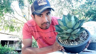 Agave Potatorum Cameron Blue Todo sobre este pequeño agave [upl. by Markowitz69]