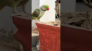 alexandrine parakeet Parrot with nature voices and talking [upl. by Nek775]