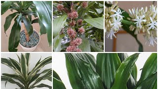 Dracaena Fragrans in door plantcorn plantDracaena compacta plant careMalayalam [upl. by Lokin]