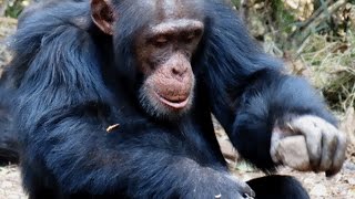 The culture of tool use in primates [upl. by Beckman644]