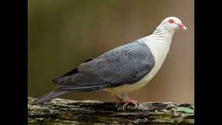 Columba leucomela White headed Pigeon [upl. by Swarts622]