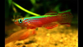 APHYOSEMION STRIATUM  A COLORFUL KILLIFISH [upl. by Ynohtnaluap238]