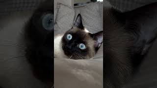 Why Siamese Cats are the Perfect Pet [upl. by Nadnerb]