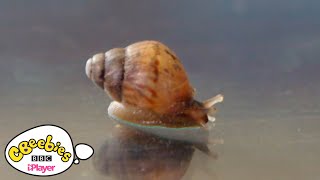 How do snails move  Maddies Do You Know  CBeeies [upl. by Leandra]