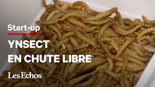 Pourquoi Ynsect le géant français de l’élevage d’insectes estil en chute libre [upl. by Arihsa]