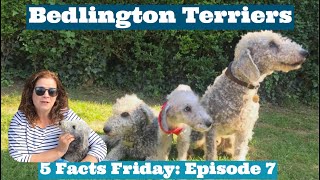 5 FACTS FRIDAY Bedlington Terriers Bedlington Fur Bedlington History [upl. by Yerag]