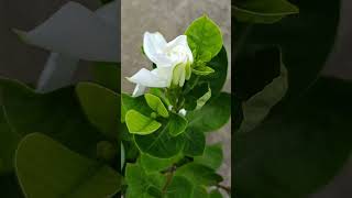 Sugandhraj Raj flower plant reels shortvideo [upl. by Araic]