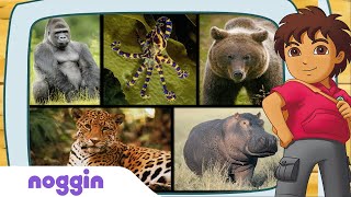 Lets Learn About The Fiercest Animal w Diego  Noggin [upl. by Ociral43]