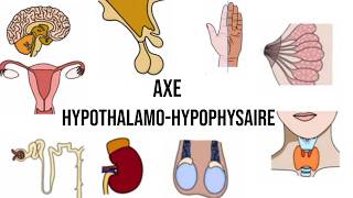 La physiologie de laxe hypothalamohypophysaire Endocrinologie [upl. by Eila]