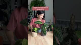 Juntando dos plantas en una más frondosa calathea plantasdecasa plantasdeinterior plantlover [upl. by Emiolhs]