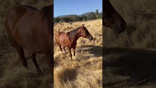 Bringing the mares in from pasture horseback [upl. by Lanna]