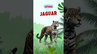 Los Animales De La Selva En Inglés Parte 1 animalesparaniños animales animals [upl. by Eustis]