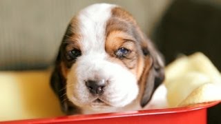 Basset Hound Puppies In A Tiny Wagon [upl. by Anile]