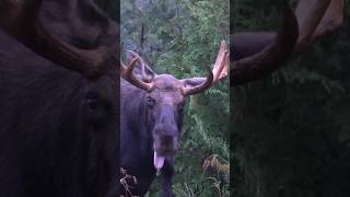 Maine Moose Encounters  Bull Moose in RUT moose bullmoose maine [upl. by Nyloj384]