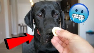 My Dog Tries Frozen Treats [upl. by Oremodlab743]