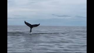 Huge whale in husavik iceland splashes water with its tail [upl. by Ailes]