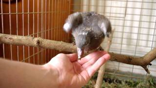 Hand feeding a juvenile wood pigeon [upl. by Edurtreg]