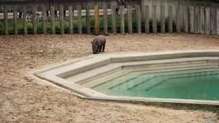 Cute Baby Rhino with Mother [upl. by Naras]