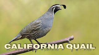 California quail call Valley quail sounds [upl. by Yretsym98]