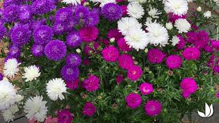 Les asters marguerite d’automne  fleurs colorées vivaces  Truffaut [upl. by Libyc]