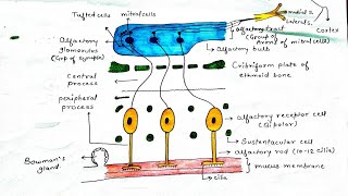 Olfactory pathway  Olfactory nerve1 हिंदी मे [upl. by Wickman]