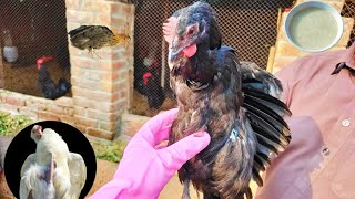 Treatment for Anorexia and Lethargy in Poultry Birds  Sokra ka ilaj  Dr ARSHAD [upl. by Filberte663]