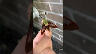 Hummingbird Clearwing Moth Handling [upl. by Quinlan385]