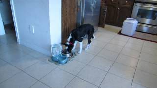 How I stopped puppy food aggression Border Collie [upl. by Laurance]