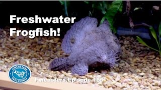 Freshwater Frogfish Fincasters Episode 165 [upl. by Yelnats446]