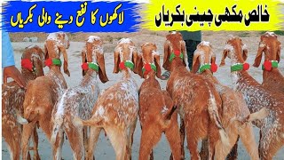 High Quality Makhi Cheeni Goat  Praignet Bakrjyan  Pakistan ki Top Class Bakrjyan [upl. by Aenej]