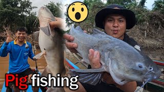 Caught a pigfish in the Moei River for the first time [upl. by Mur]