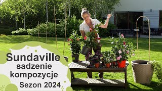 Sundaville w kompozycjach Jak je sadzić z innymi roślinami Sezon 2024 [upl. by Amsa362]