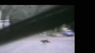 Film of a Possible Thylacine  South Australia 1973 [upl. by Mak]