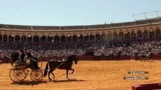 XXVIII Exhibición Enganches Feria de Sevilla 2013 Prueba B En la Plaza de Toros [upl. by Raseda]